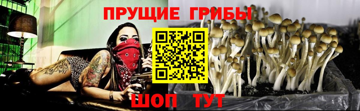 Псилоцибиновые грибы GOLDEN TEACHER Кунгур